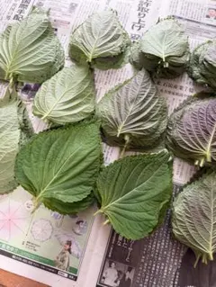 埼玉県産　エゴマの葉　200g 農家直送のサムネイル