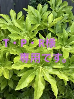 【adidas☆アディダス☆シャカシャカナイロンジャージセットアップ☆Ｌサイズ】