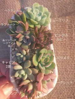 simijimi苗　毒リンゴ×そわそわ SIMIJIMIさんデビュー1周年と解凍と発芽 | ブログ版