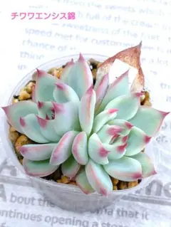 匿名配送　宅配便　極上　熟株　大株　チワワエンシス錦　覆輪斑　糊斑　根付き苗 2025年最新】チワワエンシス錦の人気アイテム - メルカリ