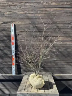 黄モクレン 蕾つき 黄色の花 モクレン 木蓮 ガーデニング 2 - メルカリ