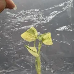 E13デビルモンスターモンステラ Monstera Devil Monsterのサムネイル