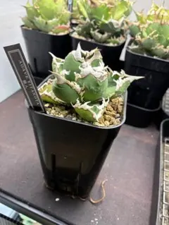 mexikyo様 リクエスト 2点 まとめ商品