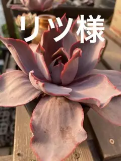 リツ様 リクエスト 2点 まとめ商品