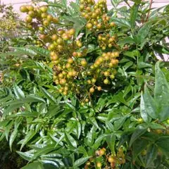 南天 ナンテン 実付き 常緑樹