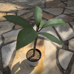 ビスネコ様 リクエスト 3点 まとめ商品