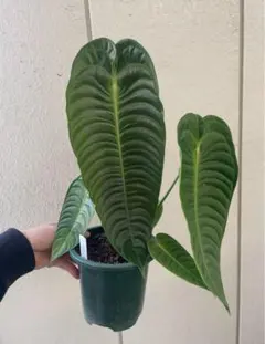 2025年最新】アンスリウム ベイチーの人気アイテム - メルカリ