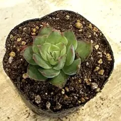 シムランスラグナサンチェス　抜き苗　多肉植物　エケベリア