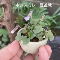 ジャスミン様 リクエスト 2点 まとめ商品