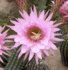 yuuuu様 リクエスト 2点 まとめ商品