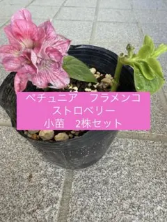 野菜苗】濃密ミニトマト「フラガール」苗2本☆7.5cmポット 農薬不使用