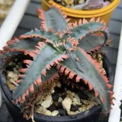 C*O様 Dyckia 'Pink Millipede' - メルカリ