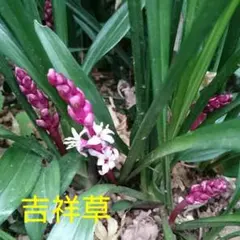 グラジオラス原種【ビザンティヌス】　球根　2株以上　花はカットします なっぷる専用 グラジオラス原種【ビザンティヌス】 球根 2株以上 花は