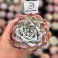 Top【選抜株】多肉植物 25767ラブリーローズ薬錦 10個 鉢無し - メルカリ