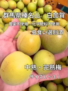中熟・完熟梅3キロ　白加賀　梅干し　梅酒　農薬不使用　化学肥料不使用のサムネイル