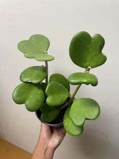 Hoya セルペンス花座付き Hoya セルペンス花座付き - メルカリ