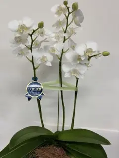 無農薬　胡蝶蘭 ホワイト 鉢植え7月7日 直径11cm7つの花が咲き揃いました。 無農薬 胡蝶蘭 ホワイト 鉢植え7月7日 直径11cm7つの花が咲き揃いまし