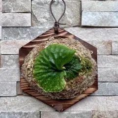 2026年最新】madagascarienseの人気アイテム - メルカリ