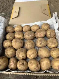 新鮮小さ目じゃがいもコンパクトサイズのサムネイル