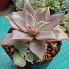 2025年最新】マディバ 多肉の人気アイテム - メルカリ