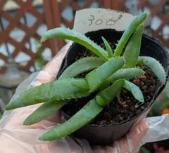 2026年最新】品種名：アロエ 観葉植物 ハオルチア・アロエの人気