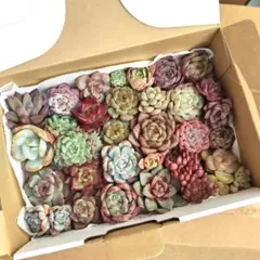 カット苗大小箱いっぱいセット✨多肉植物　エケベリア　詰め合わせ　寄せ植えに!!
