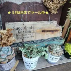 2026年最新】ジャンクガーデンの人気アイテム - メルカリ