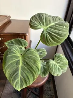 引越し大掃除★様 リクエスト 2点 まとめ商品