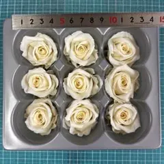 ミニローズのシャンペーン？