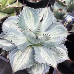 2026年最新】アガベ チタノタ 縞斑の人気アイテム - メルカリ