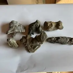 2026年最新】化石の人気アイテム - メルカリ