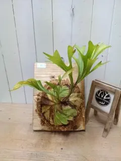 ビカクシダ リドレイ ワイルド スポア コウモリラン - メルカリ