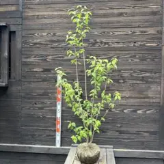 オトコヨウゾメ 株立ち 【品番3559】 - メルカリ