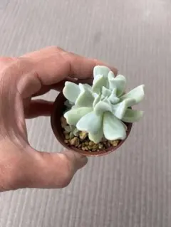 多肉植物トップシーダビー11苗抜き苗 - メルカリ