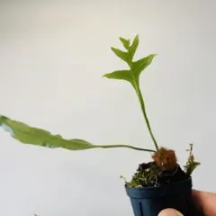 ミ*ル様 【根茎〇】ドリナリア・クエルシフォリア☆抜き苗水苔ごと#のサムネイル