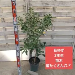 チャンドラポメロ 3年生 ポリポット入り 蕾きてます！ - メルカリ