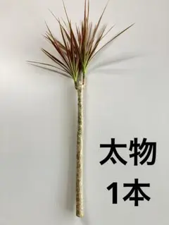 モッピー様 リクエスト 2点 まとめ商品