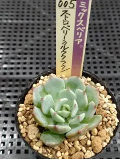 2025年最新】ストロベリーミルククラウン 多肉の人気アイテム