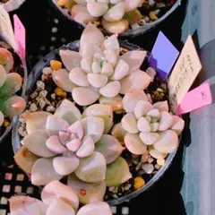 2026年最新】ダーリーサンシャインの人気アイテム - メルカリ