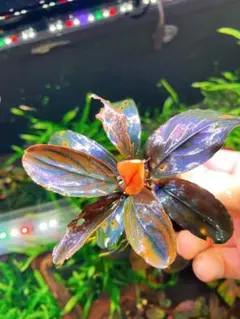 Bucephalandra sp.Aurora KN便 - メルカリ