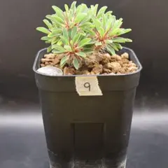 【鉢付】9 ユーフォルビア ギラウミニアナ　実生　塊根植物のサムネイル