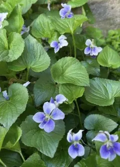 ビオラ　ソロリア　根茎3〜5本　野草　宿根草のサムネイル