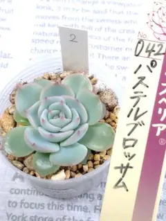 2026年最新】パステルブロッサム 多肉の人気アイテム - メルカリ