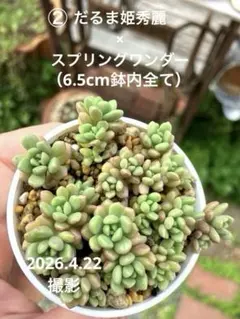 多肉植物　②だるま姫秀麗×スプリングワンダー　（小梅）抜き苗全てのサムネイル