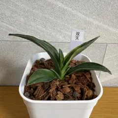 万年青 四君子 獅子系 金文字 おもと - メルカリ