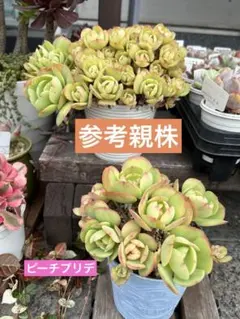 2025年最新】ピーチプリデ 抜き苗の人気アイテム - メルカリ