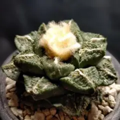 2025年最新】アリオカルプスの人気アイテム - メルカリ