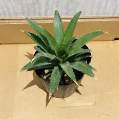 発根済み✨スナックパイン　ゴボール種✨抜き苗発送のサムネイル