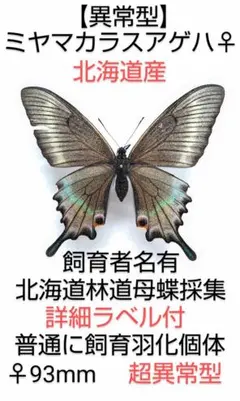 【稀産地】ミヤマカラスアゲハ 標本★北方領土国後島産★夏型 82mm日本人採集 稀産地】ミヤマカラスアゲハ 標本☆北方領土国後島産☆夏型 82mm日本人