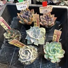 toshi様専用 エケベリア 6鉢セット